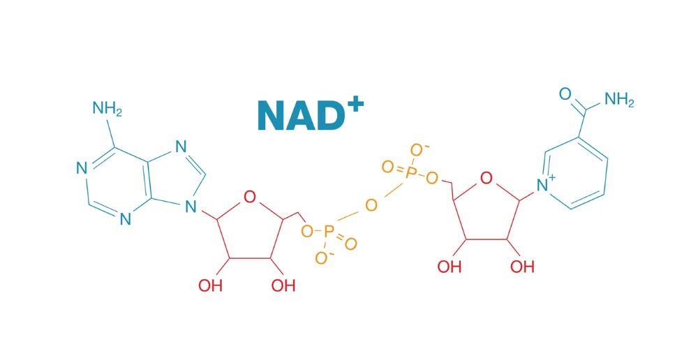 What is NAD+